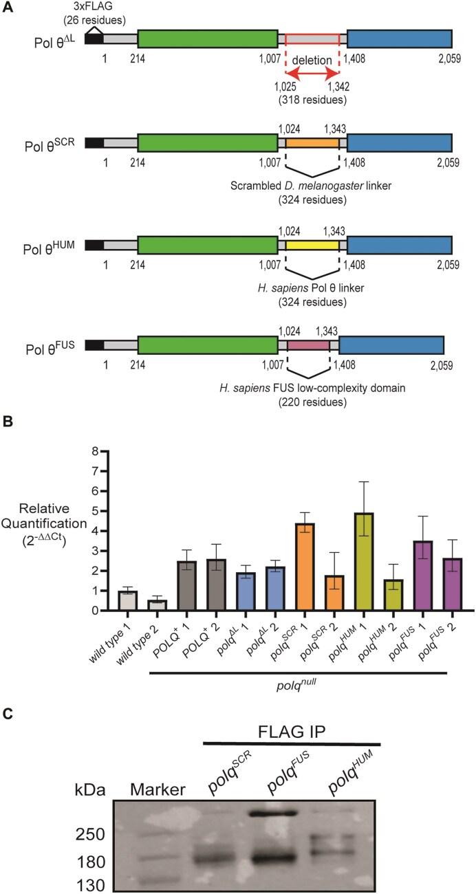 https://cdn.ncbi.nlm.nih.gov/pmc/blobs/99ce/12021795/6a155a855bc5/gkaf304fig4.jpg