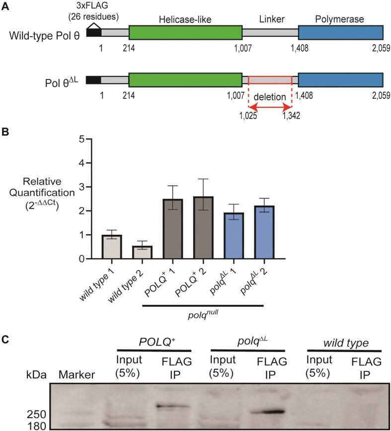 https://cdn.ncbi.nlm.nih.gov/pmc/blobs/99ce/12021795/c180bf80a045/gkaf304fig2.jpg