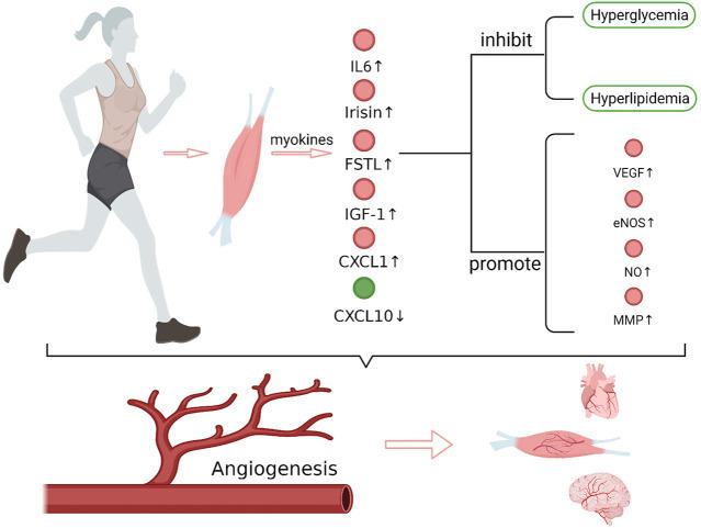 https://cdn.ncbi.nlm.nih.gov/pmc/blobs/99ce/9459110/ac47c95bbcff/fphys-13-981577-g001.jpg