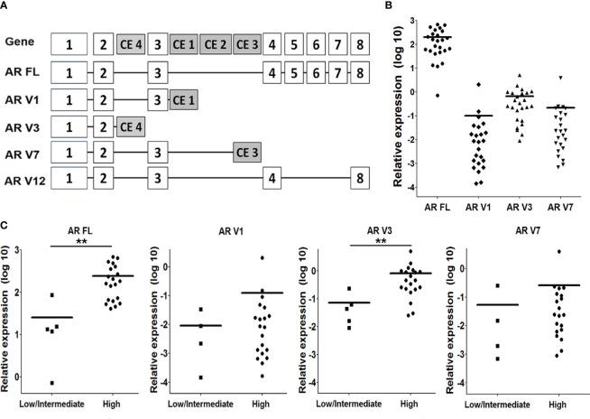 https://cdn.ncbi.nlm.nih.gov/pmc/blobs/99cf/8417043/7870f1c7fc22/fonc-11-721659-g003.jpg