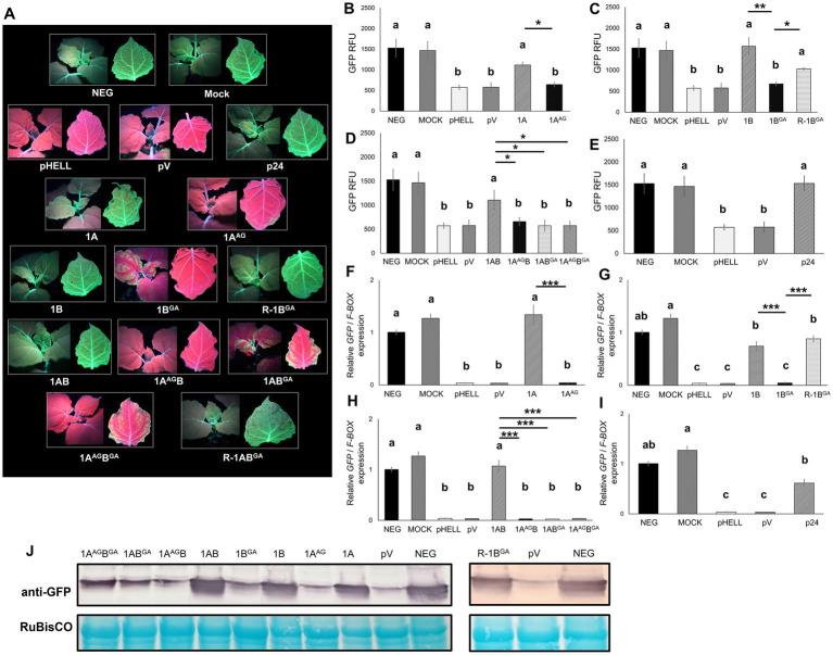 https://cdn.ncbi.nlm.nih.gov/pmc/blobs/99d1/11345138/0ded13639d3c/fmicb-15-1451285-g003.jpg