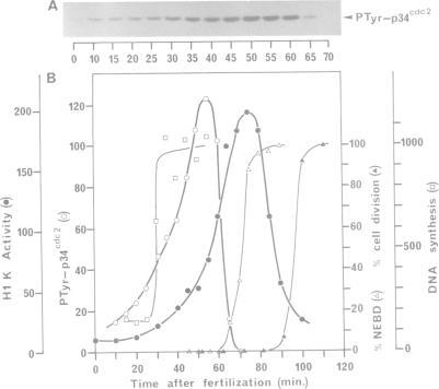 https://cdn.ncbi.nlm.nih.gov/pmc/blobs/99d1/452818/4511f590fbfb/emboj00104-0239-b.jpg