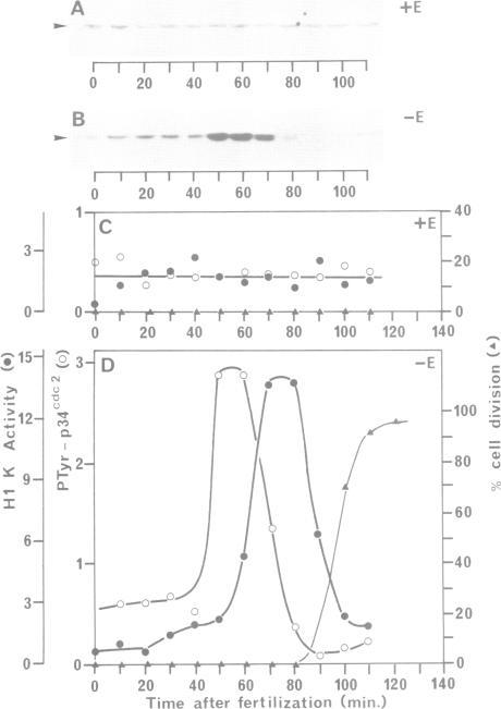 https://cdn.ncbi.nlm.nih.gov/pmc/blobs/99d1/452818/91d66e34bb4d/emboj00104-0243-b.jpg