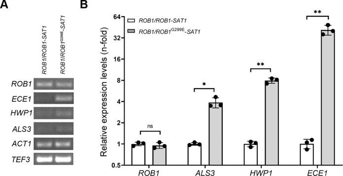 https://cdn.ncbi.nlm.nih.gov/pmc/blobs/99d4/11037546/33d23a2894e4/ppat.1012154.g006.jpg