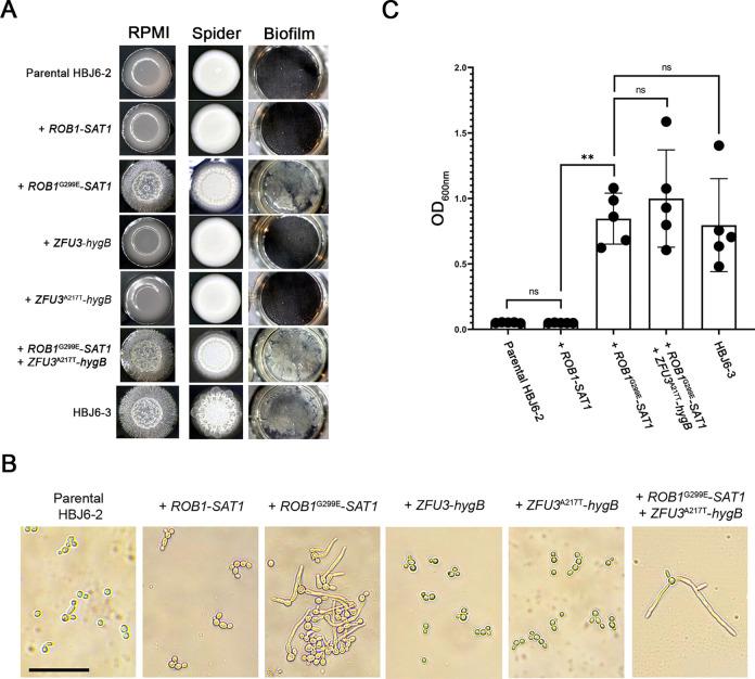 https://cdn.ncbi.nlm.nih.gov/pmc/blobs/99d4/11037546/df1b3a55602c/ppat.1012154.g005.jpg