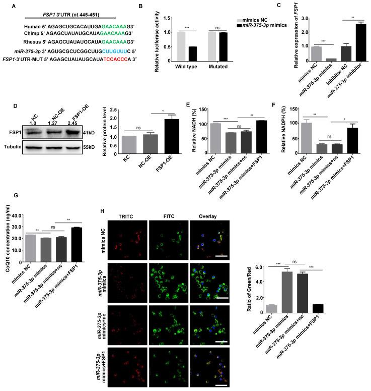 https://cdn.ncbi.nlm.nih.gov/pmc/blobs/99d5/11781181/8b2d9ecfd197/ijbsv21p1275g006.jpg