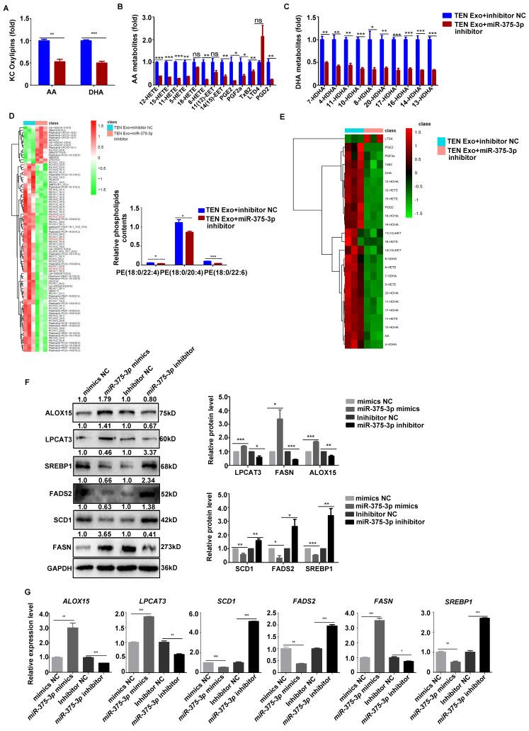 https://cdn.ncbi.nlm.nih.gov/pmc/blobs/99d5/11781181/b75fabf61daa/ijbsv21p1275g005.jpg