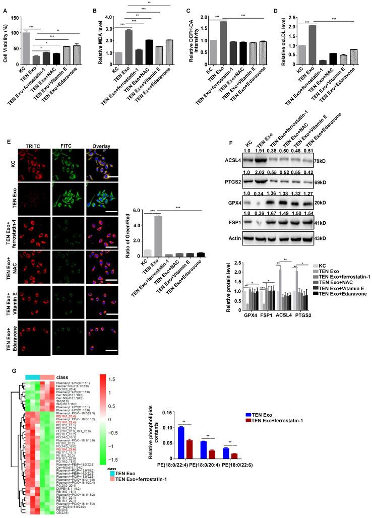 https://cdn.ncbi.nlm.nih.gov/pmc/blobs/99d5/11781181/deed8450268d/ijbsv21p1275g004.jpg