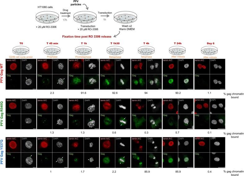 https://cdn.ncbi.nlm.nih.gov/pmc/blobs/99d5/12125541/af2a250bcf1c/gkaf449fig3.jpg