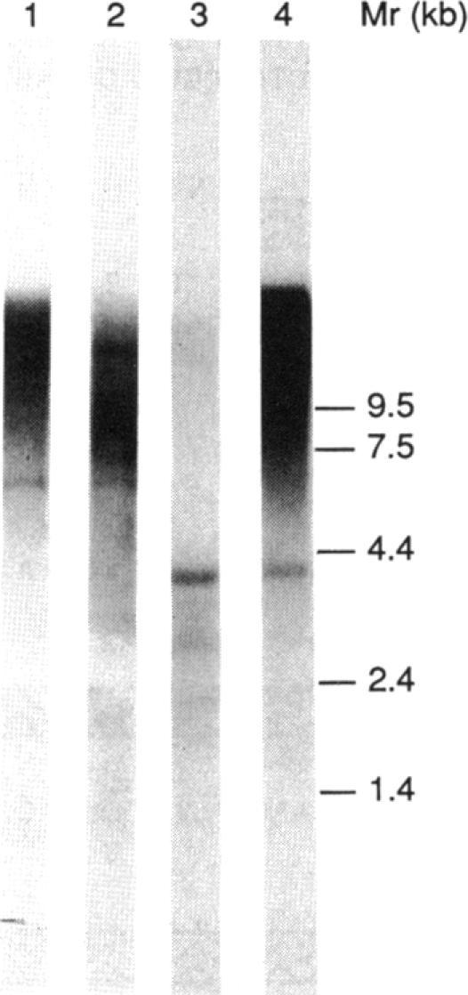 https://cdn.ncbi.nlm.nih.gov/pmc/blobs/99d5/204254/a4c43acd52aa/jbacter00049-0037-a.jpg