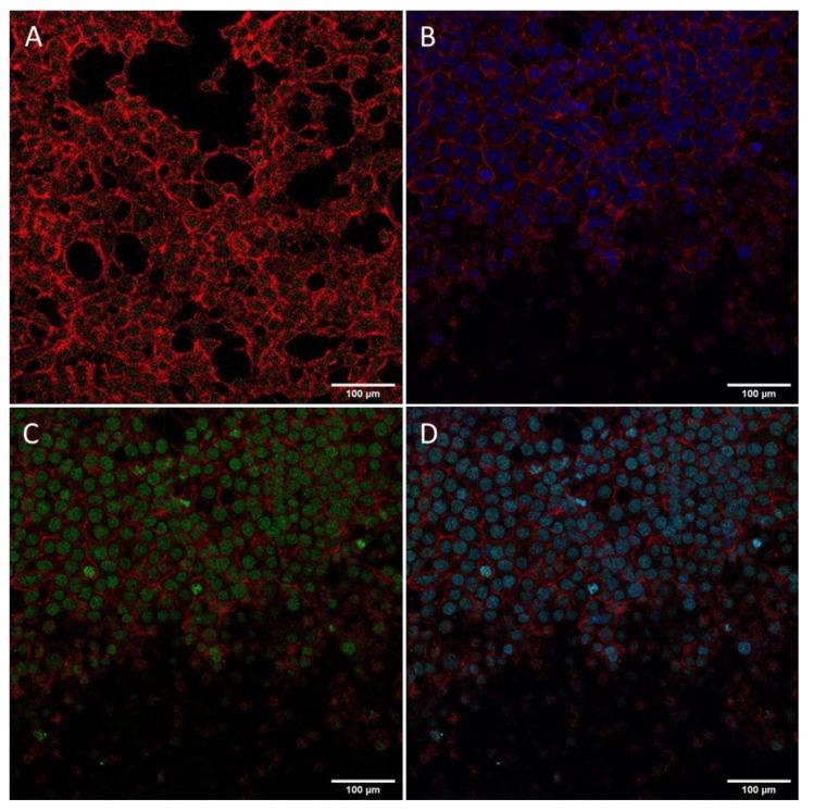 https://cdn.ncbi.nlm.nih.gov/pmc/blobs/99d6/7023140/3c4488582ce1/biomolecules-10-00007-g011.jpg