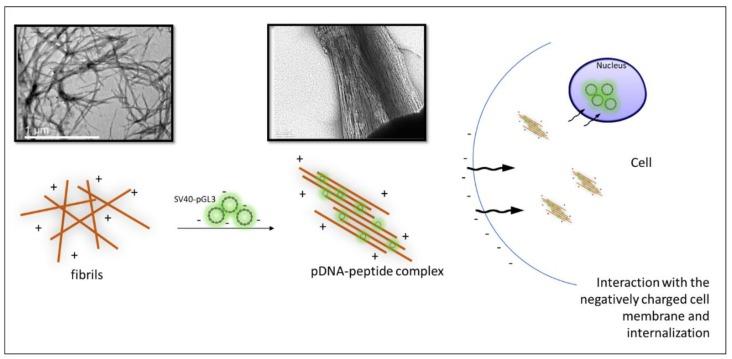 https://cdn.ncbi.nlm.nih.gov/pmc/blobs/99d6/7023140/ab70b8d57086/biomolecules-10-00007-g015.jpg