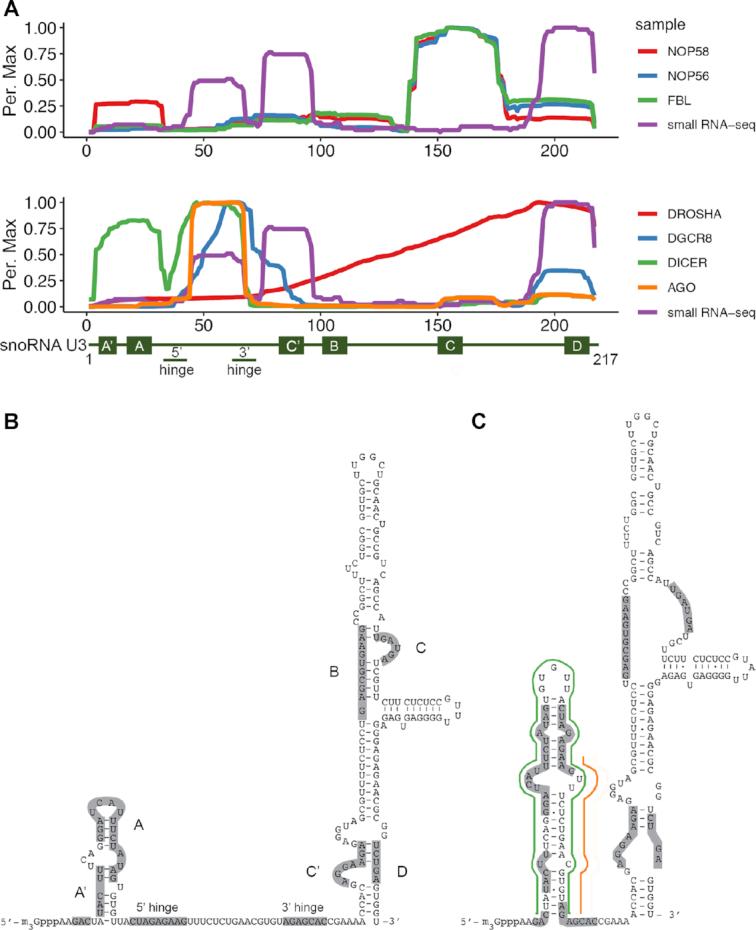 https://cdn.ncbi.nlm.nih.gov/pmc/blobs/99d6/7430653/ad5c115fb613/gkaa549fig2.jpg