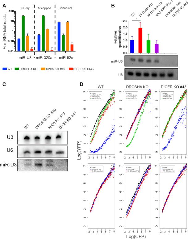 https://cdn.ncbi.nlm.nih.gov/pmc/blobs/99d6/7430653/d8d73f196976/gkaa549fig4.jpg
