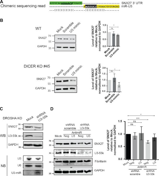 https://cdn.ncbi.nlm.nih.gov/pmc/blobs/99d6/7430653/e1e212006ef1/gkaa549fig6.jpg