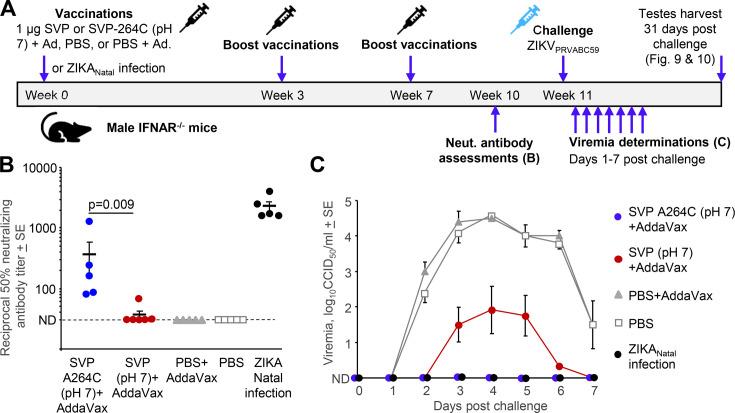 https://cdn.ncbi.nlm.nih.gov/pmc/blobs/99d9/11998496/8f7820cf24e2/jvi.02322-24.f008.jpg