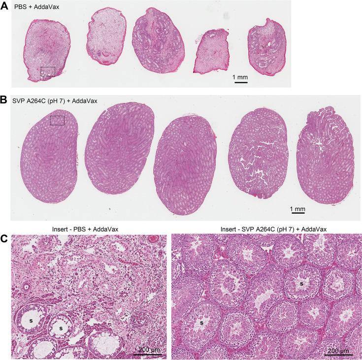 https://cdn.ncbi.nlm.nih.gov/pmc/blobs/99d9/11998496/d7ce537ad092/jvi.02322-24.f010.jpg