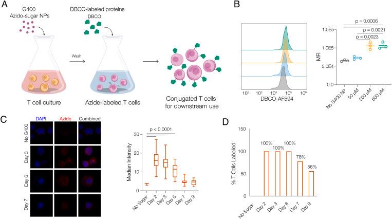 https://cdn.ncbi.nlm.nih.gov/pmc/blobs/99da/9910457/8534dc2e8d54/pnas.2213222120fig01.jpg
