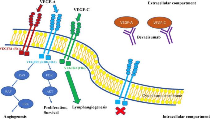 https://cdn.ncbi.nlm.nih.gov/pmc/blobs/99db/9019180/007c7c5e4542/cdr-2-69.fig.3.jpg