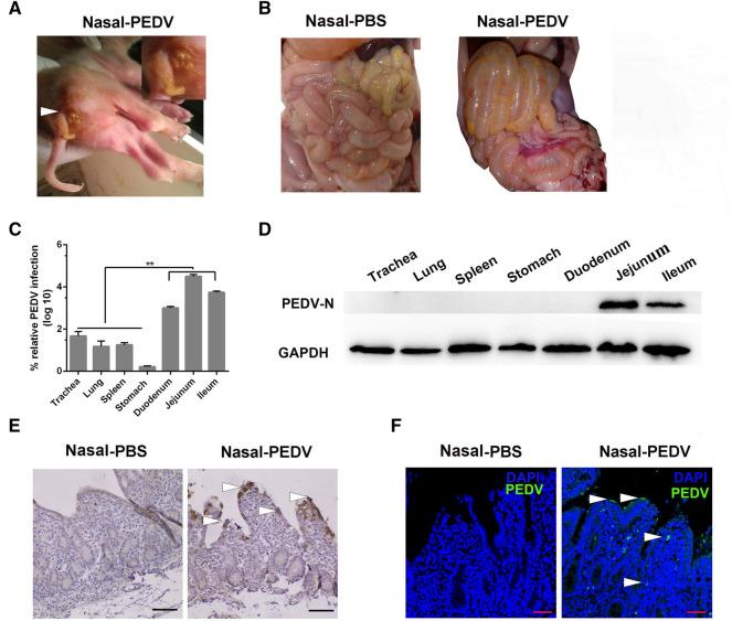 https://cdn.ncbi.nlm.nih.gov/pmc/blobs/99df/7888150/17b8558c54ef/13567_2020_883_Fig7_HTML.jpg