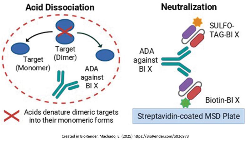 https://cdn.ncbi.nlm.nih.gov/pmc/blobs/99e1/12413034/d552f59e03db/IBIO_A_2546709_F0001b_OC.jpg