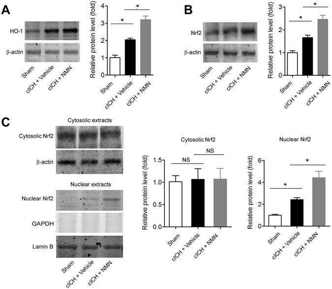 https://cdn.ncbi.nlm.nih.gov/pmc/blobs/99e1/5429727/1f669f0b2573/41598_2017_851_Fig6_HTML.jpg