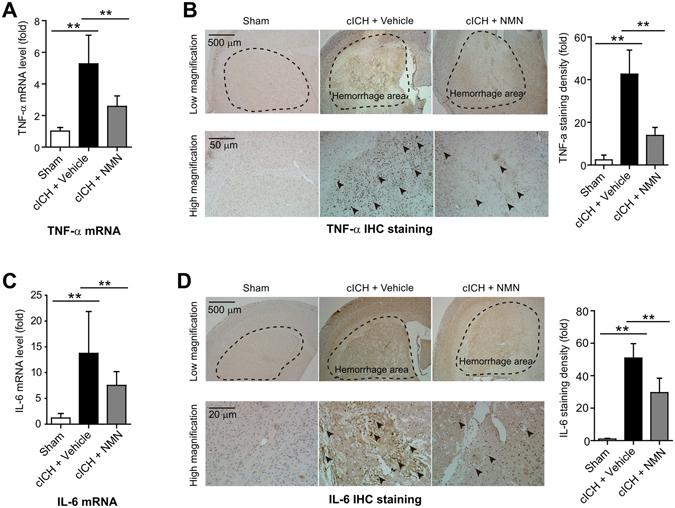 https://cdn.ncbi.nlm.nih.gov/pmc/blobs/99e1/5429727/f2e9e661b12e/41598_2017_851_Fig4_HTML.jpg