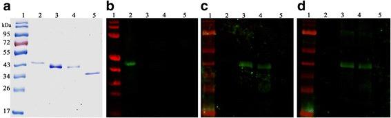 https://cdn.ncbi.nlm.nih.gov/pmc/blobs/99e6/5956821/f92f08dca0f9/13071_2018_2862_Fig3_HTML.jpg