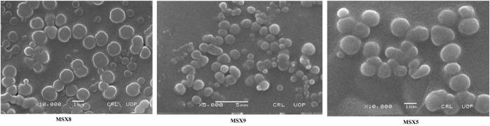 https://cdn.ncbi.nlm.nih.gov/pmc/blobs/99e6/9291017/4e770303d6c3/fphar-13-911771-g006.jpg