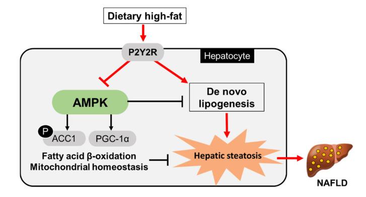 https://cdn.ncbi.nlm.nih.gov/pmc/blobs/99ed/8197197/0d3c086e06c9/ijms-22-05528-g006.jpg