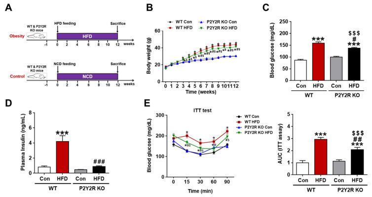 https://cdn.ncbi.nlm.nih.gov/pmc/blobs/99ed/8197197/21e0da734211/ijms-22-05528-g001.jpg