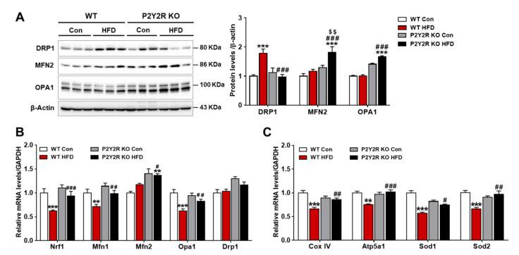 https://cdn.ncbi.nlm.nih.gov/pmc/blobs/99ed/8197197/ddf2e62cbf84/ijms-22-05528-g005.jpg