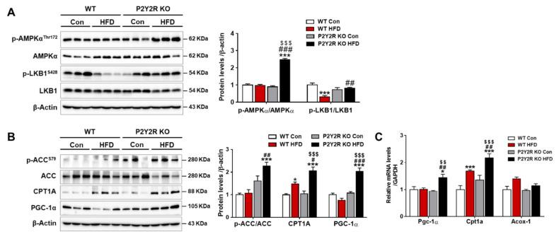 https://cdn.ncbi.nlm.nih.gov/pmc/blobs/99ed/8197197/e207bd3ccf2a/ijms-22-05528-g004.jpg