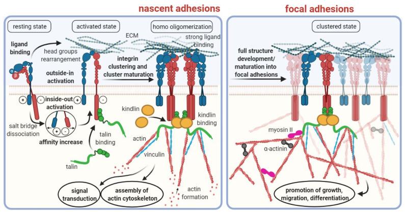 https://cdn.ncbi.nlm.nih.gov/pmc/blobs/99ef/8657165/f16dd00642e2/cancers-13-05958-g001.jpg