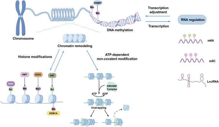 https://cdn.ncbi.nlm.nih.gov/pmc/blobs/99f3/12130049/d22c08790996/fonc-15-1549477-g002.jpg