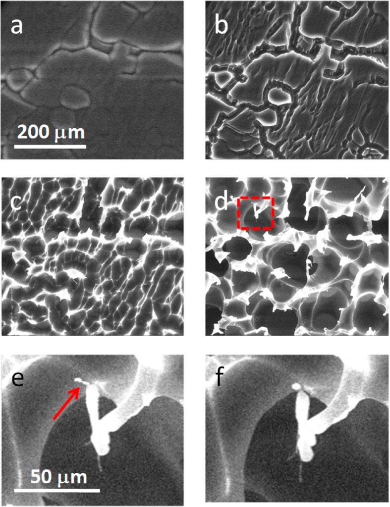 https://cdn.ncbi.nlm.nih.gov/pmc/blobs/99f3/5402395/755e5a58cba4/srep46680-f5.jpg