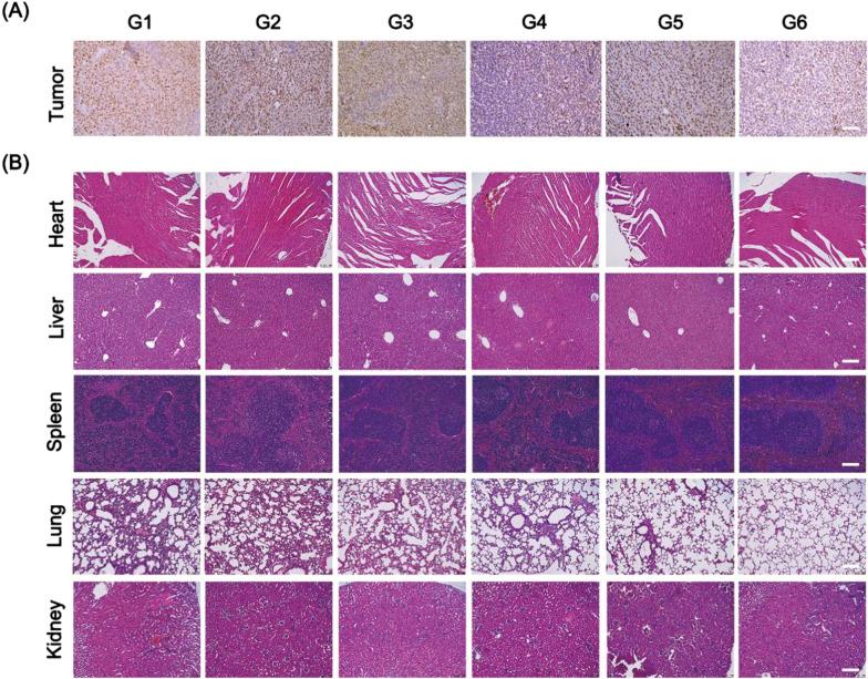 https://cdn.ncbi.nlm.nih.gov/pmc/blobs/99f5/9118597/5028ed0c08b0/12951_2022_1426_Fig7_HTML.jpg