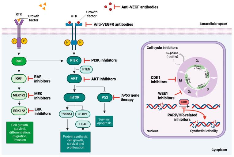 https://cdn.ncbi.nlm.nih.gov/pmc/blobs/99f8/11118117/713be93cb3ce/biomolecules-14-00585-g004.jpg