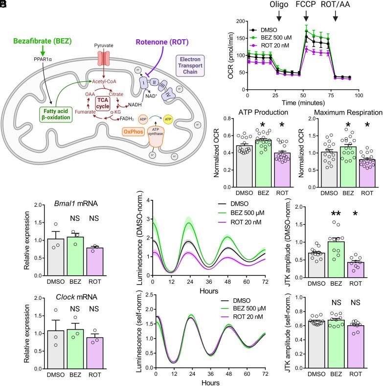 https://cdn.ncbi.nlm.nih.gov/pmc/blobs/99fe/11287162/92f3200be1e0/pnas.2319782121fig01.jpg