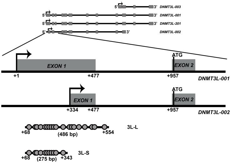 https://cdn.ncbi.nlm.nih.gov/pmc/blobs/99ff/3990577/b62dacfd6f7b/pone.0093561.g001.jpg