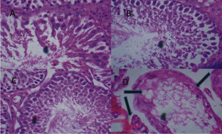 https://cdn.ncbi.nlm.nih.gov/pmc/blobs/9a00/5756022/8b155e376c35/gr3.jpg