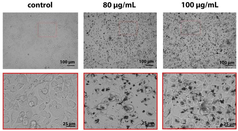 https://cdn.ncbi.nlm.nih.gov/pmc/blobs/9a08/11357428/d14f3068c63c/molecules-29-03936-g002.jpg