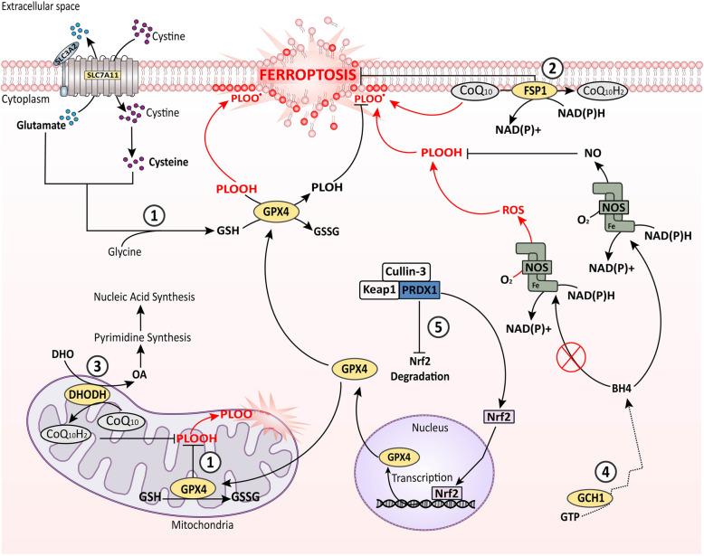 https://cdn.ncbi.nlm.nih.gov/pmc/blobs/9a09/12131403/d76560f2711c/12943_2025_2337_Fig1_HTML.jpg