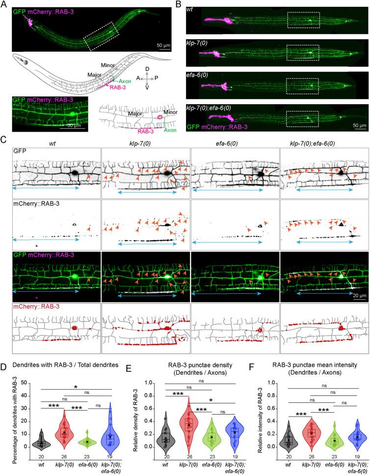 https://cdn.ncbi.nlm.nih.gov/pmc/blobs/9a0e/11449390/afe92cb4257e/mbc-35-ar115-g001.jpg