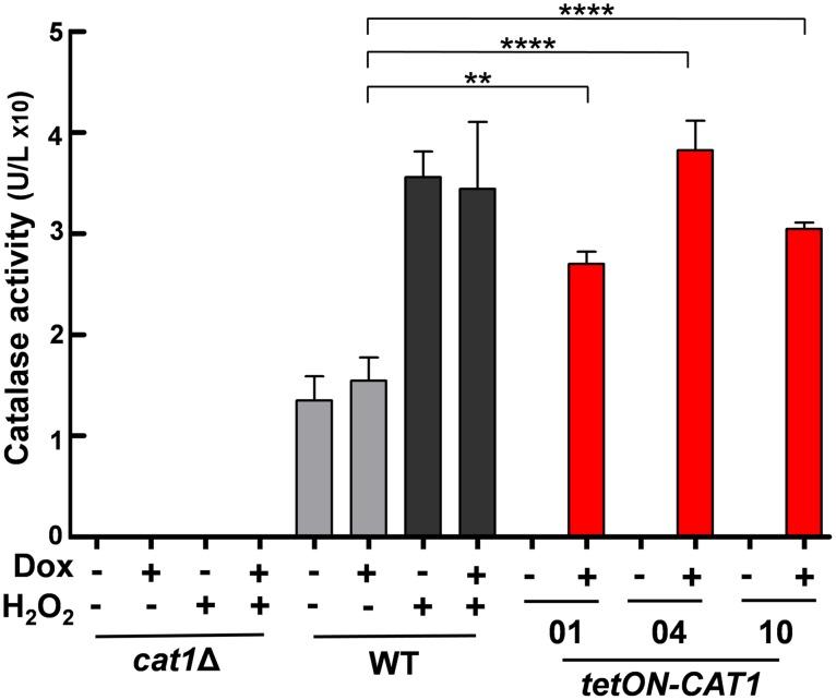 https://cdn.ncbi.nlm.nih.gov/pmc/blobs/9a0e/5456399/c91a880a182d/ppat.1006405.g001.jpg
