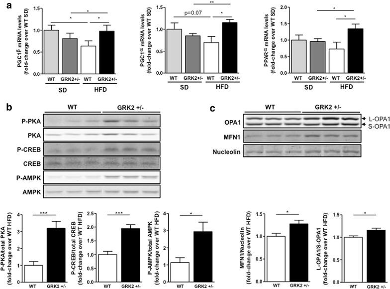 https://cdn.ncbi.nlm.nih.gov/pmc/blobs/9a11/5105284/e77561169a19/12933_2016_474_Fig5_HTML.jpg