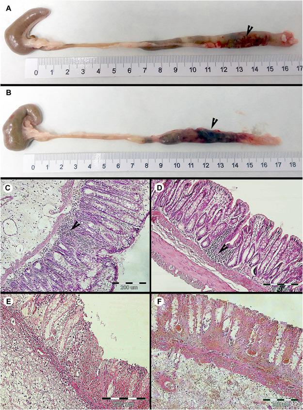 https://cdn.ncbi.nlm.nih.gov/pmc/blobs/9a12/8058373/87460ea09972/fmicb-12-641483-g003.jpg