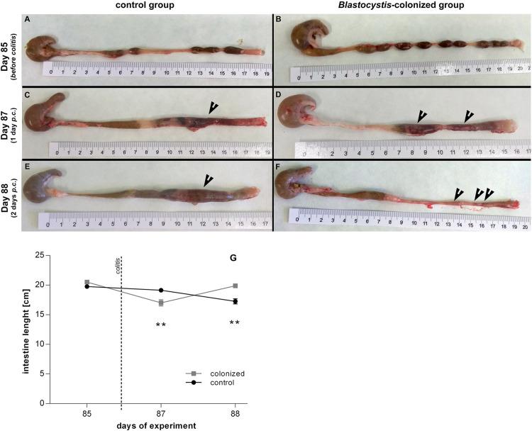 https://cdn.ncbi.nlm.nih.gov/pmc/blobs/9a12/8058373/b0f2ac0aca60/fmicb-12-641483-g005.jpg
