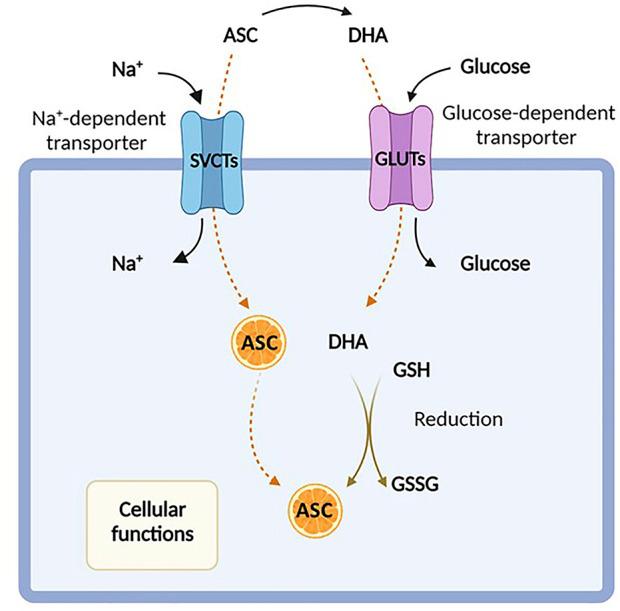 https://cdn.ncbi.nlm.nih.gov/pmc/blobs/9a18/9352950/a0ead14dfcc9/fcell-10-930205-g001.jpg