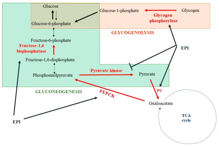 https://cdn.ncbi.nlm.nih.gov/pmc/blobs/9a19/8947265/062f5daa1214/cells-11-01021-g004.jpg